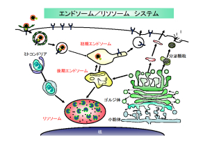 エンドソーム・リソソームの機能と病態