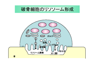 破骨細胞のリソソーム形成機構