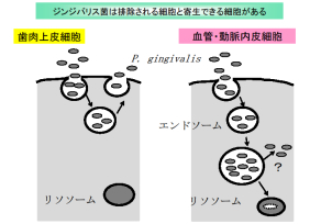 歯周病原性細菌のリソソーム分解と全身疾患との関連