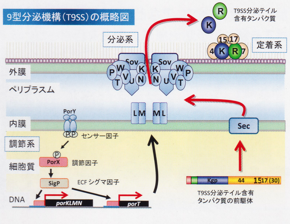 口腔病原微生物学