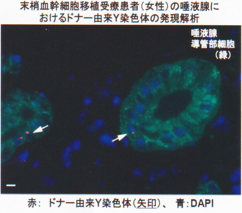 硬組織疾患基盤研究センター(住田班)