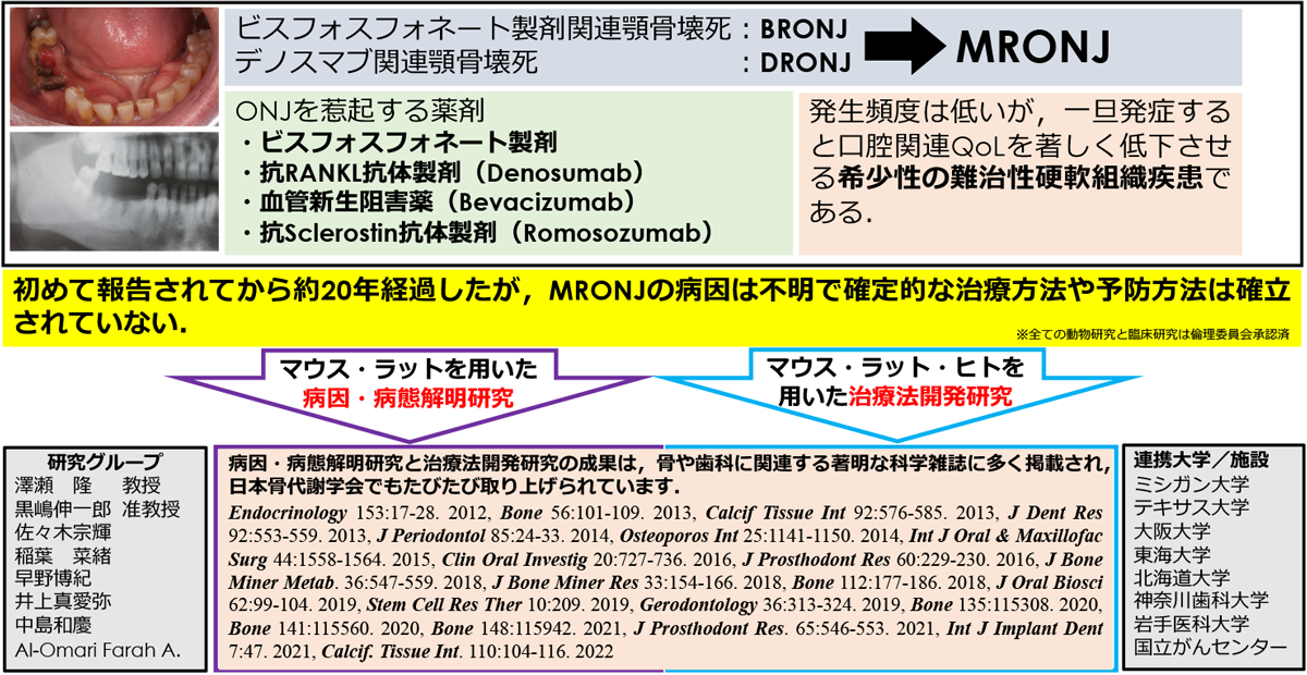 顎骨壊死(MRONJ)の原因究明と治療方法の開発