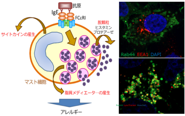 フロンティア口腔科学