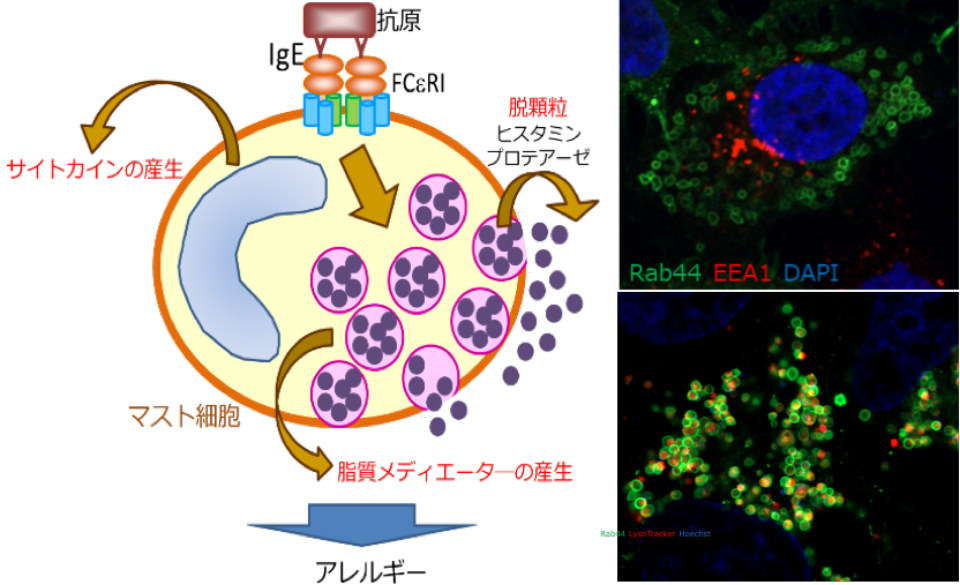 フロンティア口腔科学