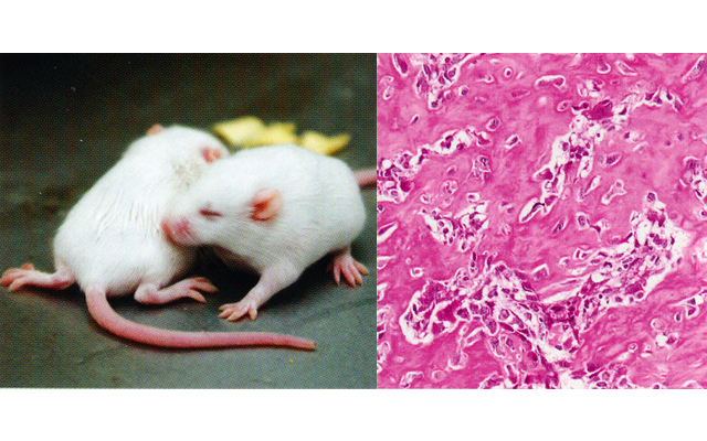 分子硬組織生物学