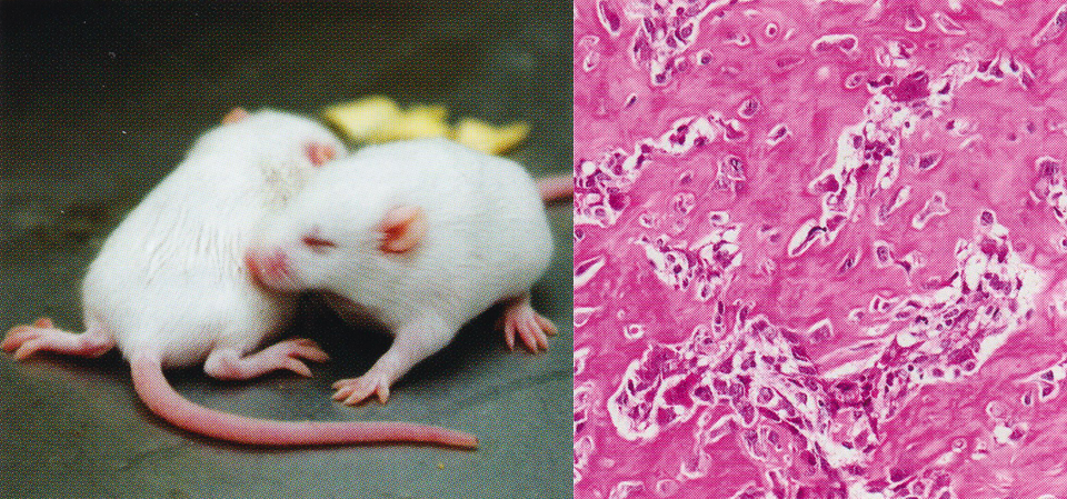 分子硬組織生物学