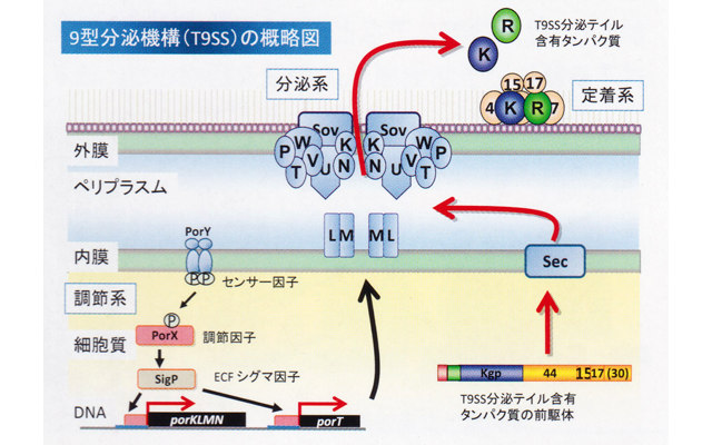 口腔病原微生物学