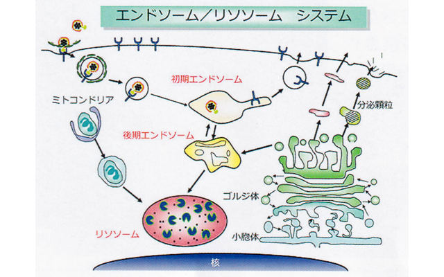 歯科薬理学