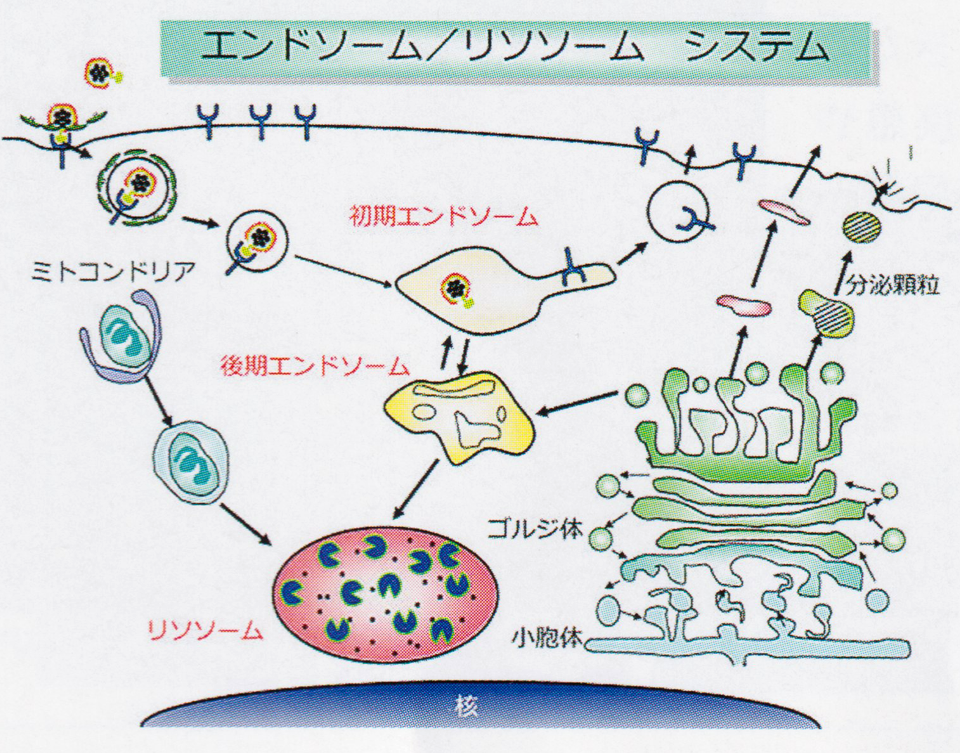 歯科薬理学